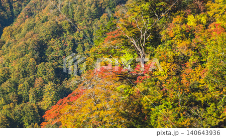 色とりどりの六十里越峠の紅葉 色とりどりの六十里越峠の紅葉 140643936