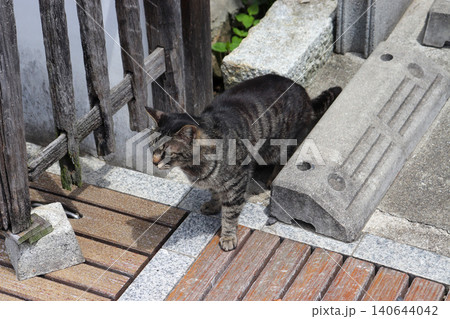 野良猫 地域猫 野良猫 地域猫 140644042