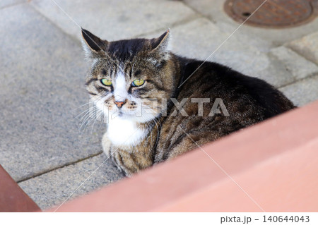 野良猫 地域猫 野良猫 地域猫 140644043