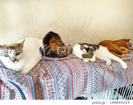 並んでくつろぐ4匹の猫たち 並んでくつろぐ4匹の猫たち 140644224