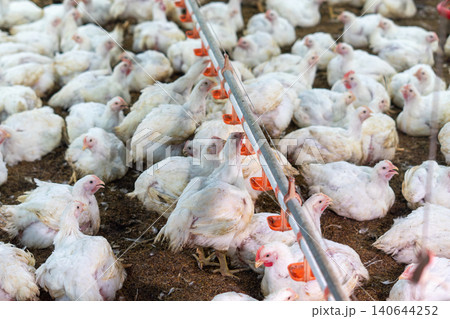 Commercial Broiler Chicken Farm with Automated Feeding and Drinking System 140644252