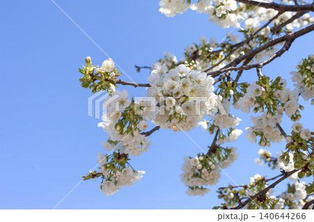 Fruit tree in bud and blue sky in the background Fruit tree in bud and blue sky in the background 140644266