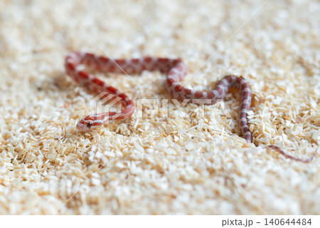 High-angle shot of a newborn Ultramel Corn snake hatchling (Pantherophis guttatus) crawling on wood shavings substrate. High-angle shot of a newborn Ultramel Corn snake hatchling (Pantherophis guttatus) crawling on wood shavings substrate. 140644484