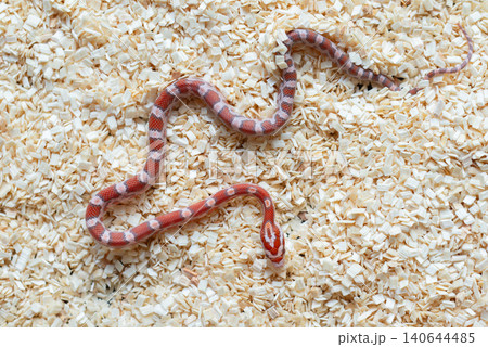 High-angle shot of a newborn Ultramel Corn snake hatchling (Pantherophis guttatus) crawling on wood shavings substrate. High-angle shot of a newborn Ultramel Corn snake hatchling (Pantherophis guttatus) crawling on wood shavings substrate. 140644485
