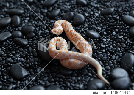 Arctic Albino Anaconda Hognose snake (Heterodon nasicus) with bright orange and white patterns on black pebbles Arctic Albino Anaconda Hognose snake (Heterodon nasicus) with bright orange and white patterns on black pebbles 140644494