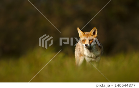 Red fox standing in green meadow grass 140644877