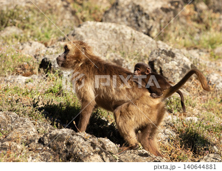 Gelada baboon mother carrying baby in Ethiopia 140644881