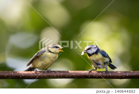 Eurasian blue tit parent feeding fledgling on a tree branch Eurasian blue tit parent feeding fledgling on a tree branch 140644882