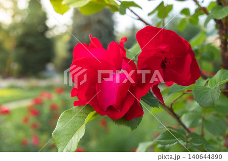 Close-up of vibrant red roses blooming in a lush garden setting 140644890