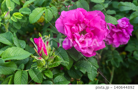 Close up view to pink rosehip roses blooming among green foliage in a garden setting Close up view to pink rosehip roses blooming among green foliage in a garden setting 140644892