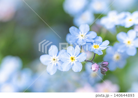 Blue forget-me-not flowers with delicate petals and green background Copy space Blue forget-me-not flowers with delicate petals and green background Copy space 140644893