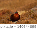Male red grouse camouflaged in golden heather moorland 140644899