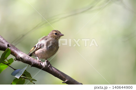 Eurasian chaffinch juvenile perched on tree branch in spring 140644900