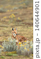 Endangered Ethiopian wolf in Bale Mountains highlands 140644901