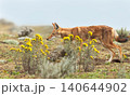 Endangered Ethiopian wolf in Bale Mountains highlands 140644902