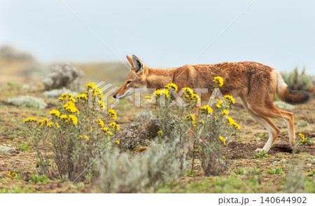 Endangered Ethiopian wolf in Bale Mountains highlands 140644902