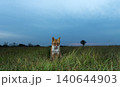 Red fox licking its nose in green meadow grass at sunset 140644903