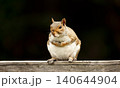 Portrait of a cute gray squirrel perched on a garden fence 140644904