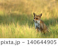 Red fox sitting in green meadow grass 140644905