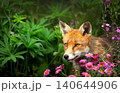 Portrait of cute red fox peeking through vibrant pink wildflowers in summer meadow 140644906