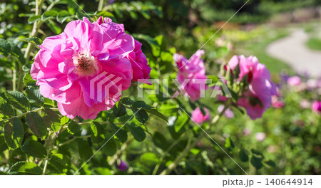 Rosehip bush with pink flowers blooming in garden with blurred pathway in background Rosehip bush with pink flowers blooming in garden with blurred pathway in background 140644914