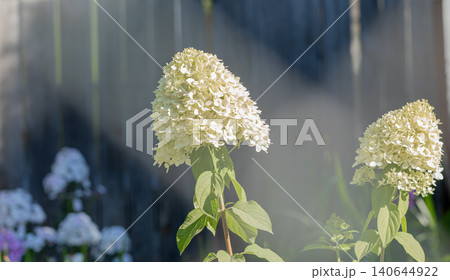 White hydrangea flowers blooming in garden with wooden fence background White hydrangea flowers blooming in garden with wooden fence background 140644922