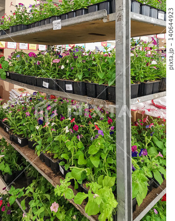 Colorful potted flowers arranged on metal shelving in a greenhouse Colorful potted flowers arranged on metal shelving in a greenhouse 140644923