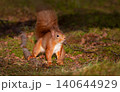 Curious Eurasian red squirrel foraging in autumn woodland 140644929