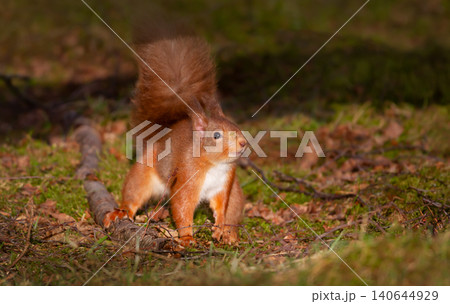 Curious Eurasian red squirrel foraging in autumn woodland Curious Eurasian red squirrel foraging in autumn woodland 140644929
