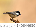 Portrait of a coal tit perched on a tree branch 140644930