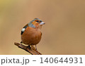 Portrait of a male Eurasian chaffinch perched on ta ree branch 140644931