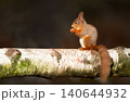 Red squirrel perched on birch log eating nut in forest 140644932