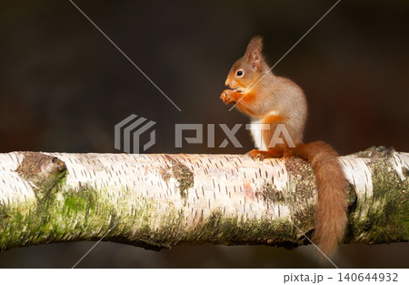Red squirrel perched on birch log eating nut in forest 140644932