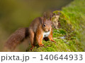 Portrait of a cute red squirrel standing on a mossy log 140644933