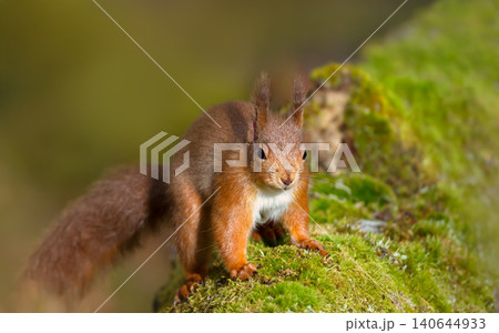 Portrait of a cute red squirrel standing on a mossy log Portrait of a cute red squirrel standing on a mossy log 140644933