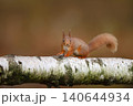 Portrait of a cute red squirrel (Sciurus vulgaris) standing on a birch tree branch 140644934