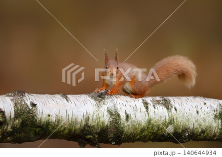 Portrait of a cute red squirrel (Sciurus vulgaris) standing on a birch tree branch 140644934