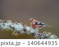 Eurasian chaffinch male perched on mossy tree branch 140644935
