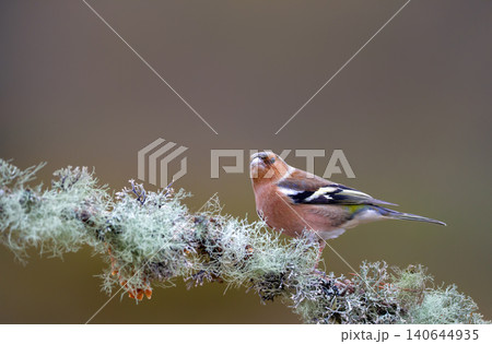 Eurasian chaffinch male perched on mossy tree branch 140644935