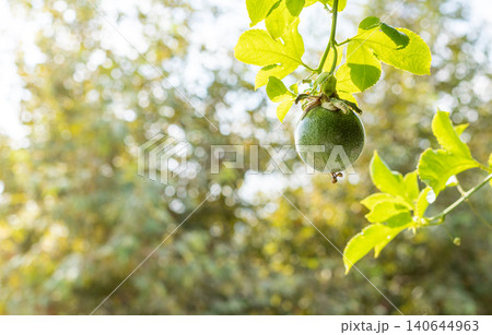Green passion fruit hanging from vine with blurred foliage background 140644963