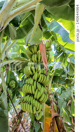 Cluster of green bananas hanging from banana plant in tropical setting Cluster of green bananas hanging from banana plant in tropical setting 140644964