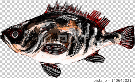 Illustration of a grouper 140645021