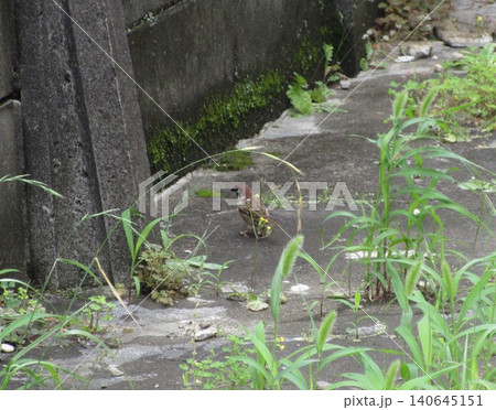 壁際に一羽寂しく佇む雀 140645151