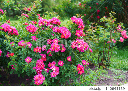 Bush of soft pink rose flowers blooming in garden with green leaves and natural background Bush of soft pink rose flowers blooming in garden with green leaves and natural background 140645189