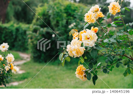 Colorful rose bush, tree with yellow blooming flowers in lush summer garden landscape background Colorful rose bush, tree with yellow blooming flowers in lush summer garden landscape background 140645196