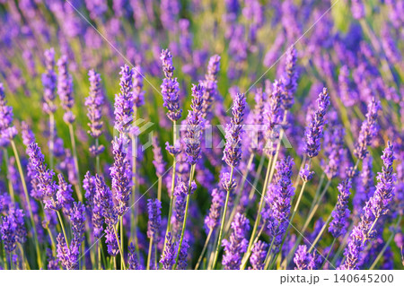 Lavender bushes blooming under warm sunlight in peaceful purple and green summer field background 140645200