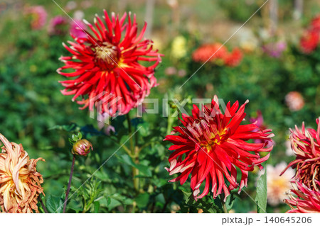 Red semi cactus dahlia flower blooming in sunny autumn garden background. Gardening, plant breeding Red semi cactus dahlia flower blooming in sunny autumn garden background. Gardening, plant breeding 140645206