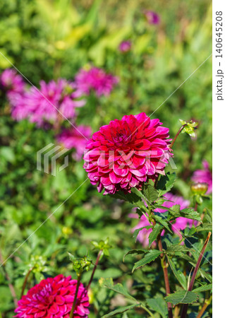 Bright pink decorative ball dahlia flower blooming in garden background. Ornamental plant, gardening Bright pink decorative ball dahlia flower blooming in garden background. Ornamental plant, gardening 140645208
