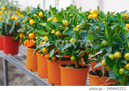 Potted Calamondin Citrus microcarpa tree with orange fruits in garden center greenhouse, flower shop Potted Calamondin Citrus microcarpa tree with orange fruits in garden center greenhouse, flower shop 140645222