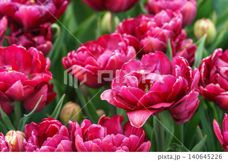 Red double Tulipa gesneriana, burgundy peony flowered tulips blooming in garden flower bed in spring 140645226